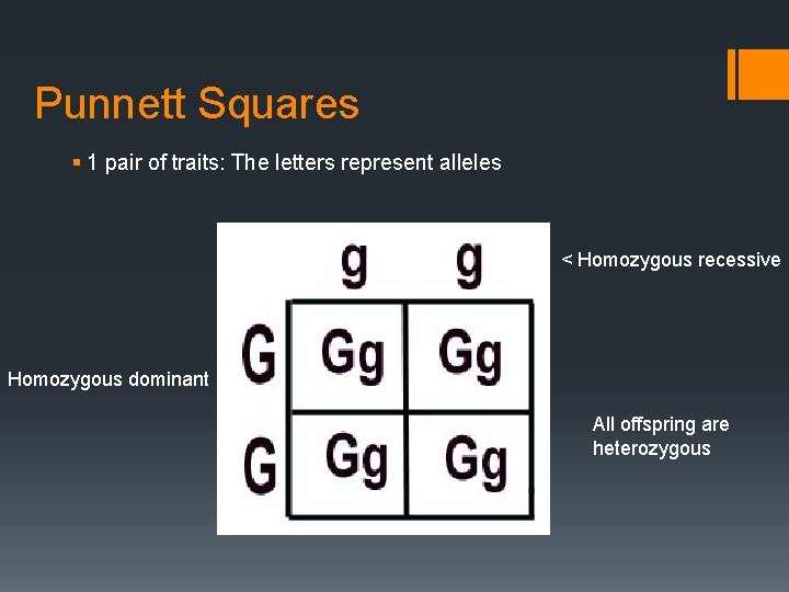 Punnett Squares § 1 pair of traits: The letters represent alleles < Homozygous recessive