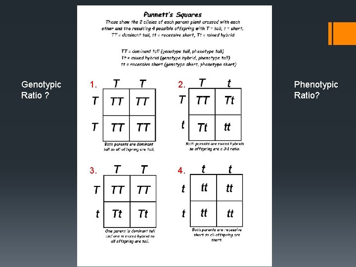 Genotypic Ratio ? 1. 2. 3. 4. Phenotypic Ratio? 
