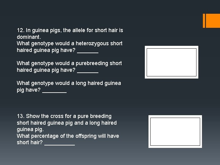 12. In guinea pigs, the allele for short hair is dominant. What genotype would