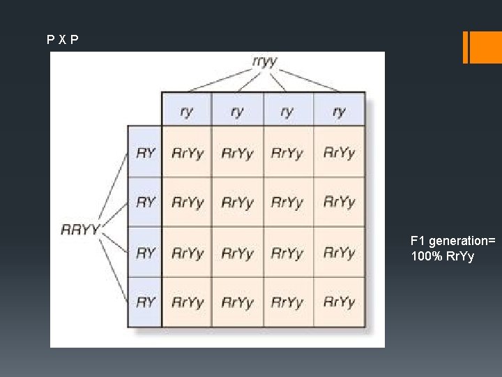P X P F 1 generation= 100% Rr. Yy 