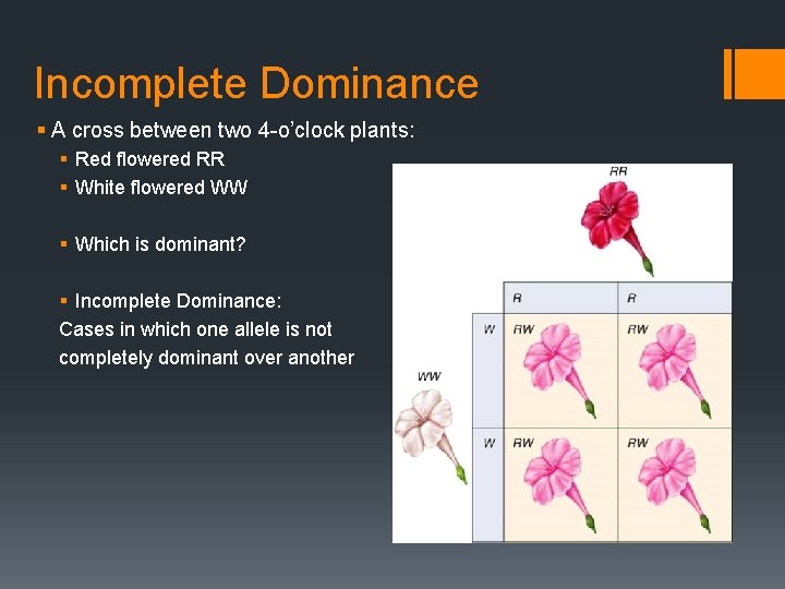 Incomplete Dominance § A cross between two 4 -o’clock plants: § Red flowered RR