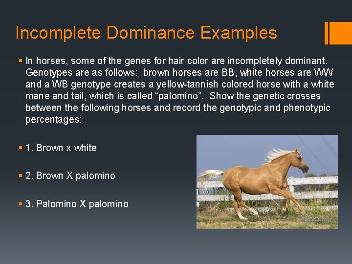 Incomplete Dominance Examples § In horses, some of the genes for hair color are