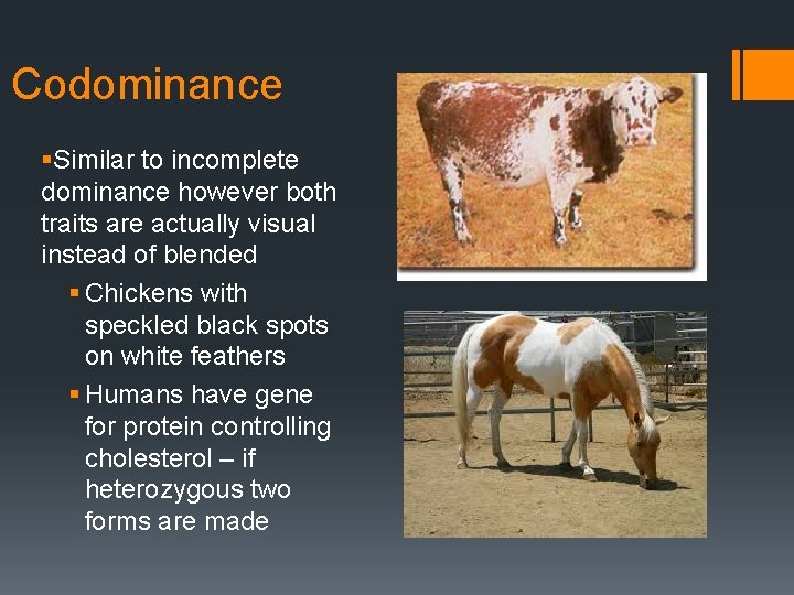 Codominance §Similar to incomplete dominance however both traits are actually visual instead of blended
