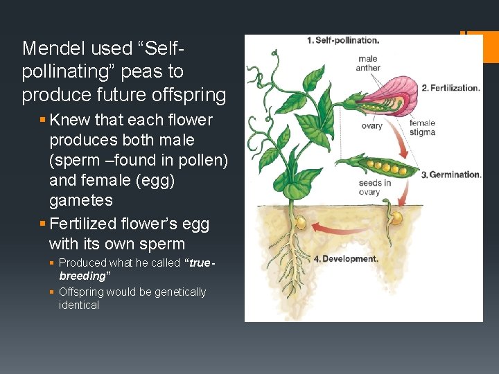 Mendel used “Selfpollinating” peas to produce future offspring § Knew that each flower produces