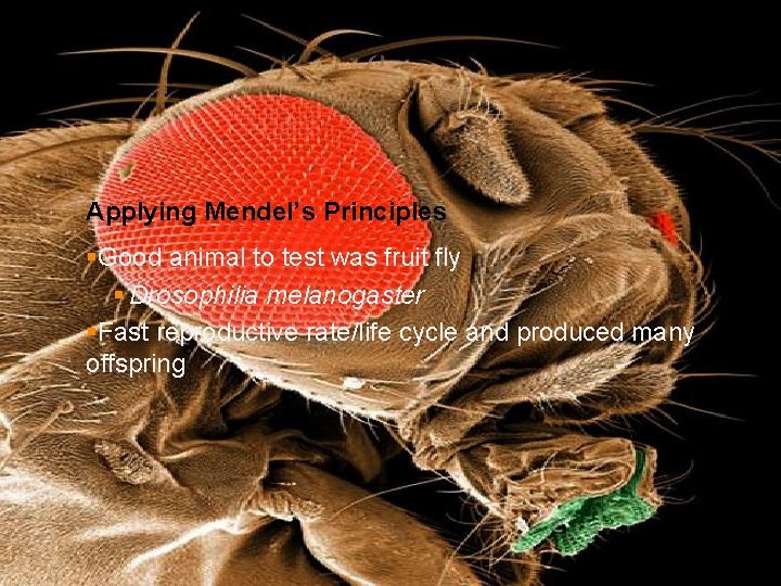 Applying Mendel’s Principles §Good animal to test was fruit fly § Drosophilia melanogaster §Fast