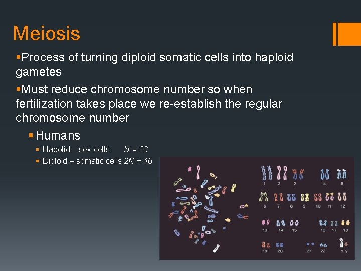 Meiosis §Process of turning diploid somatic cells into haploid gametes §Must reduce chromosome number