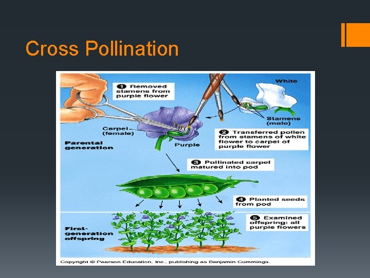 Cross Pollination 
