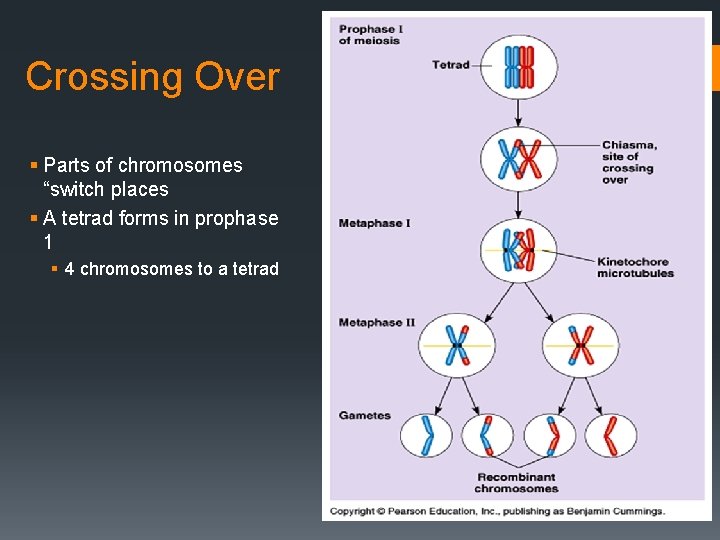 Crossing Over § Parts of chromosomes “switch places § A tetrad forms in prophase