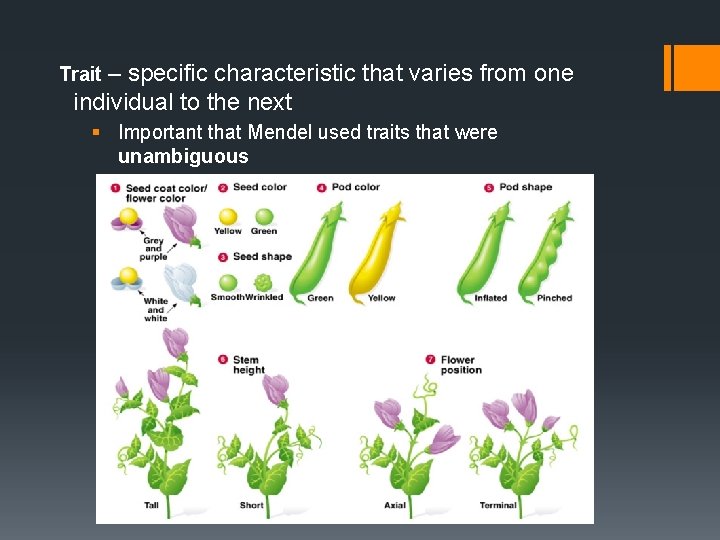 Trait – specific characteristic that varies from one individual to the next § Important