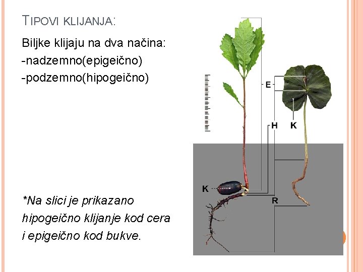 TIPOVI KLIJANJA: Biljke klijaju na dva načina: -nadzemno(epigeično) -podzemno(hipogeično) *Na slici je prikazano hipogeično