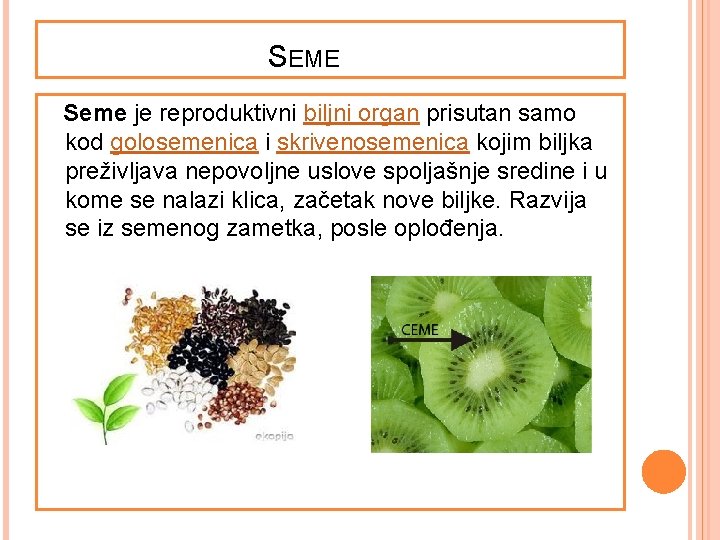  SEME Seme je reproduktivni biljni organ prisutan samo kod golosemenica i skrivenosemenica kojim