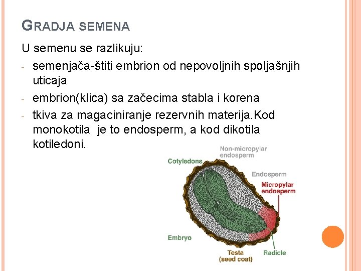 GRADJA SEMENA U semenu se razlikuju: - semenjača-štiti embrion od nepovoljnih spoljašnjih uticaja -