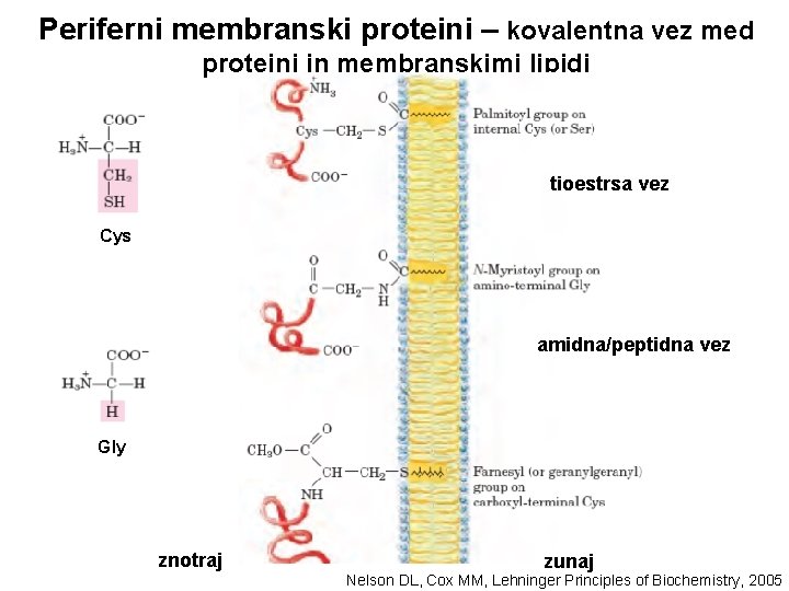 Periferni membranski proteini – kovalentna vez med proteini in membranskimi lipidi tioestrsa vez Cys