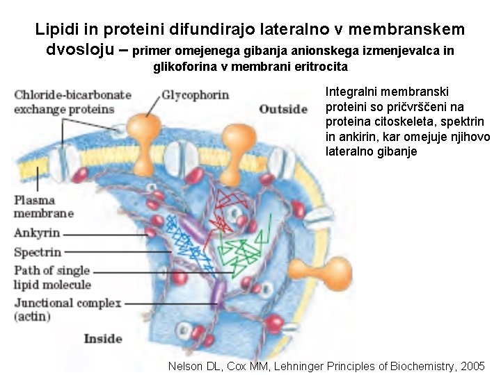 Lipidi in proteini difundirajo lateralno v membranskem dvosloju – primer omejenega gibanja anionskega izmenjevalca