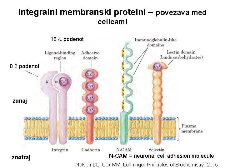 Integralni membranski proteini – povezava med celicami 18 podenot zunaj znotraj N-CAM = neuronal