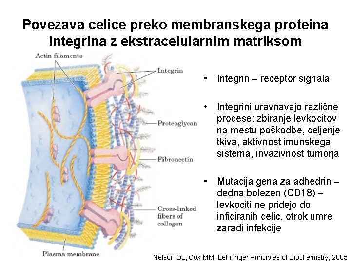 Povezava celice preko membranskega proteina integrina z ekstracelularnim matriksom • Integrin – receptor signala