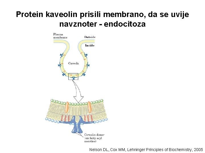 Protein kaveolin prisili membrano, da se uvije navznoter - endocitoza Nelson DL, Cox MM,