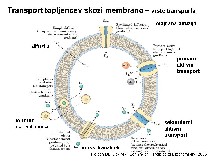 Transport topljencev skozi membrano – vrste transporta olajšana difuzija primarni aktivni transport Ionofor sekundarni
