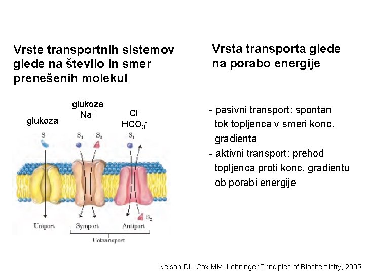Vrste transportnih sistemov glede na število in smer prenešenih molekul glukoza Na+ Cl. HCO