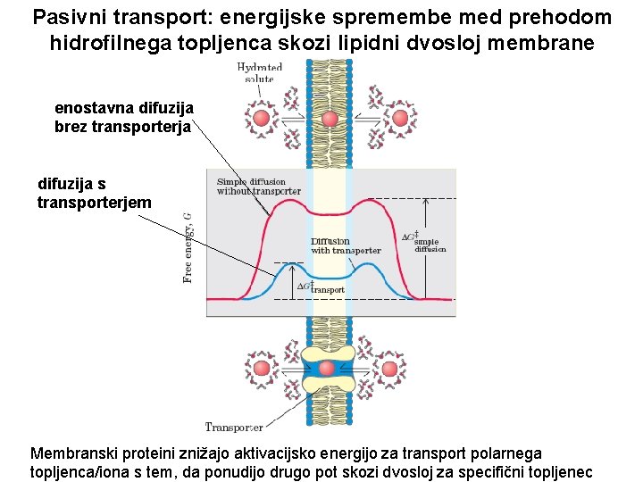 Pasivni transport: energijske spremembe med prehodom hidrofilnega topljenca skozi lipidni dvosloj membrane enostavna difuzija