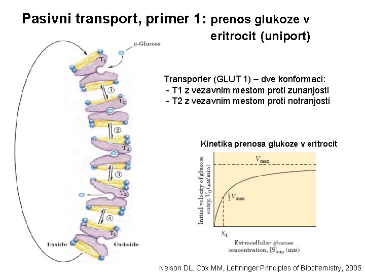 Pasivni transport, primer 1: prenos glukoze v eritrocit (uniport) Transporter (GLUT 1) – dve