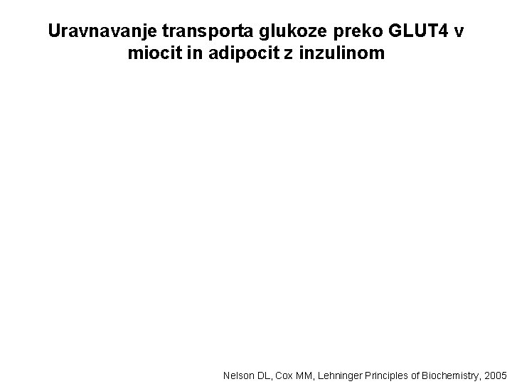 Uravnavanje transporta glukoze preko GLUT 4 v miocit in adipocit z inzulinom Nelson DL,