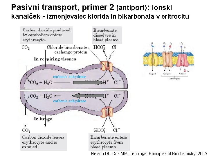 Pasivni transport, primer 2 (antiport): ionski kanalček - izmenjevalec klorida in bikarbonata v eritrocitu