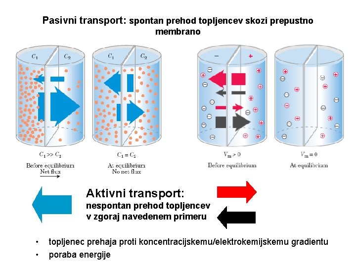 Pasivni transport: spontan prehod topljencev skozi prepustno membrano Aktivni transport: nespontan prehod topljencev v