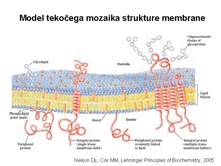 Model tekočega mozaika strukture membrane Nelson DL, Cox MM, Lehninger Principles of Biochemistry, 2005