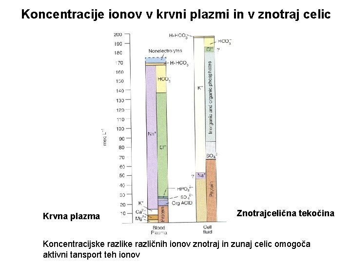 Koncentracije ionov v krvni plazmi in v znotraj celic Krvna plazma Znotrajcelična tekočina Koncentracijske