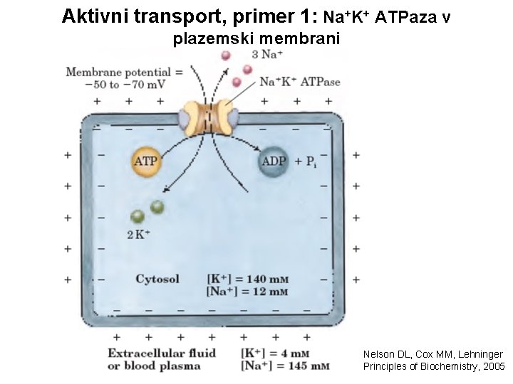 Aktivni transport, primer 1: Na+K+ ATPaza v plazemski membrani Nelson DL, Cox MM, Lehninger