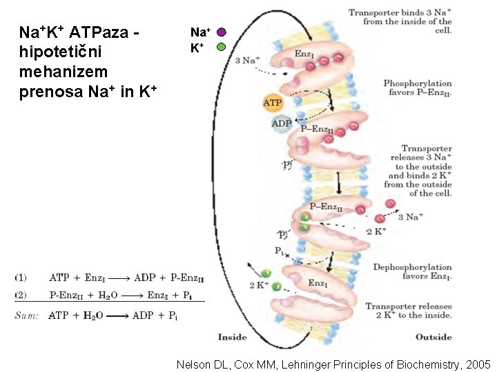 Na+K+ ATPaza hipotetični mehanizem prenosa Na+ in K+ Na+ K+ Nelson DL, Cox MM,