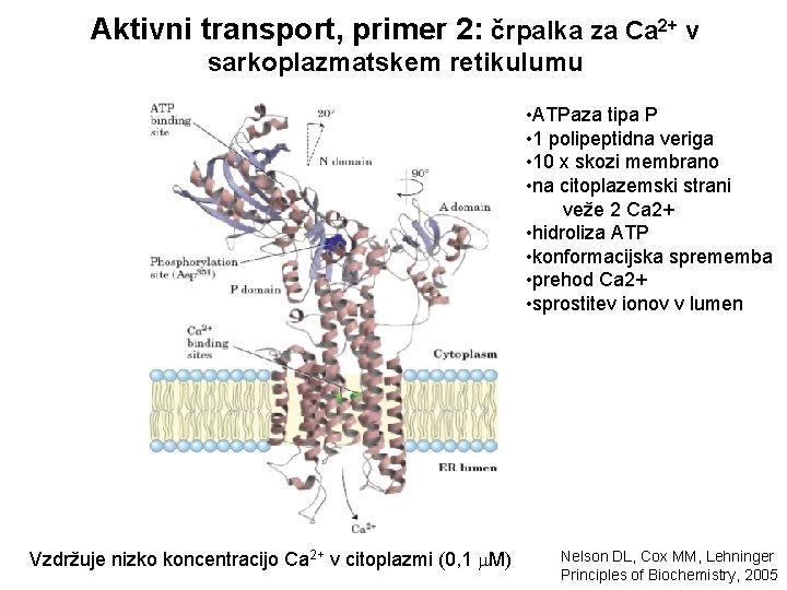 Aktivni transport, primer 2: črpalka za Ca 2+ v sarkoplazmatskem retikulumu • ATPaza tipa