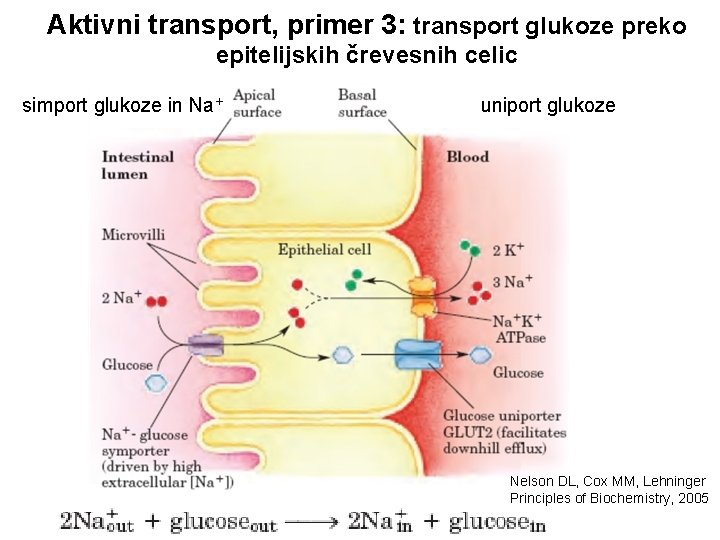 Aktivni transport, primer 3: transport glukoze preko epitelijskih črevesnih celic simport glukoze in Na+