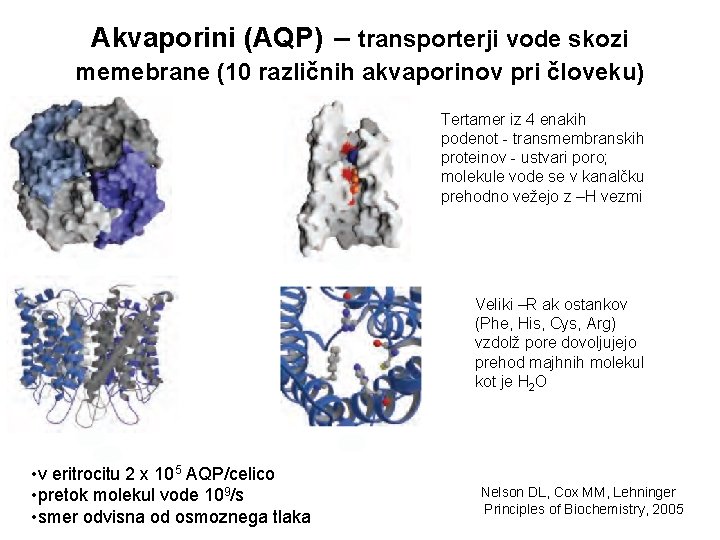 Akvaporini (AQP) – transporterji vode skozi memebrane (10 različnih akvaporinov pri človeku) Tertamer iz
