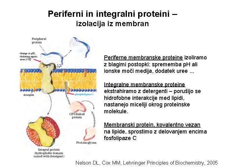 Periferni in integralni proteini – izolacija iz membran Periferne membranske proteine izoliramo z blagimi