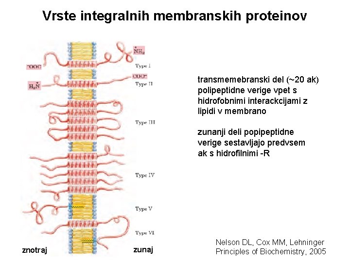 Vrste integralnih membranskih proteinov transmemebranski del (~20 ak) polipeptidne verige vpet s hidrofobnimi interackcijami