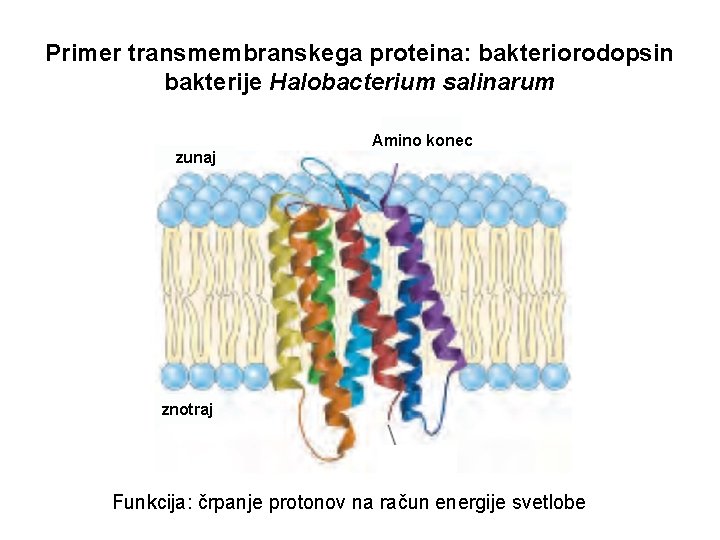 Primer transmembranskega proteina: bakteriorodopsin bakterije Halobacterium salinarum zunaj Amino konec znotraj Funkcija: črpanje protonov