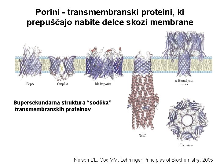 Porini - transmembranski proteini, ki prepuščajo nabite delce skozi membrane Supersekundarna struktura “sodčka” transmembranskih