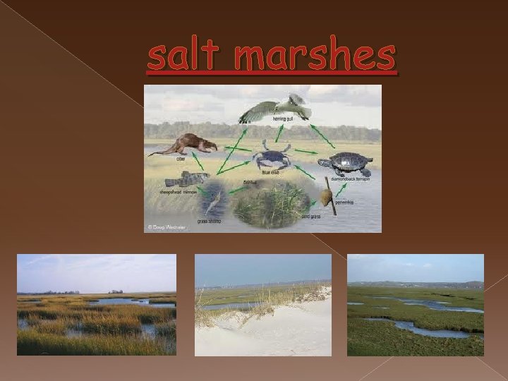 salt marshes 