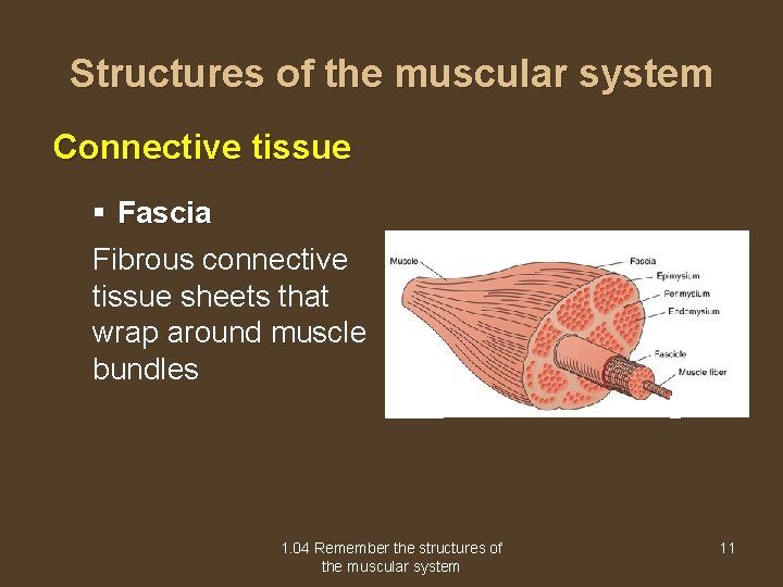Structures of the muscular system Connective tissue § Fascia Fibrous connective tissue sheets that