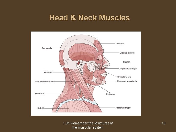 Head & Neck Muscles 1. 04 Remember the structures of the muscular system 13