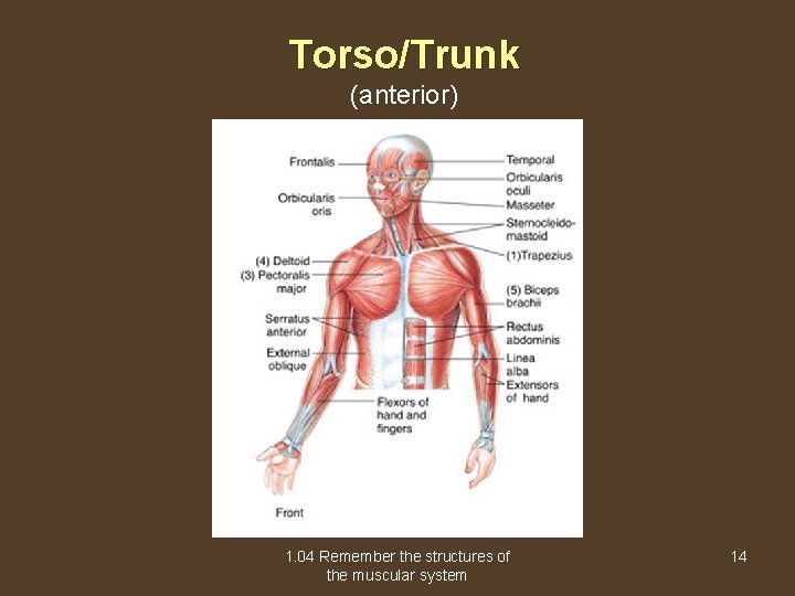 Torso/Trunk (anterior) 1. 04 Remember the structures of the muscular system 14 