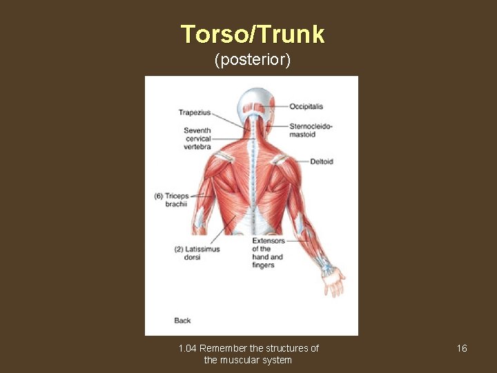 Torso/Trunk (posterior) 1. 04 Remember the structures of the muscular system 16 