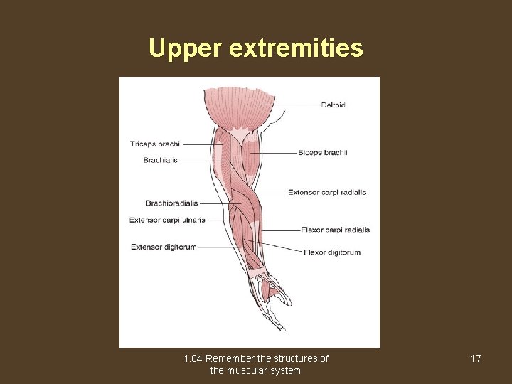 Upper extremities 1. 04 Remember the structures of the muscular system 17 