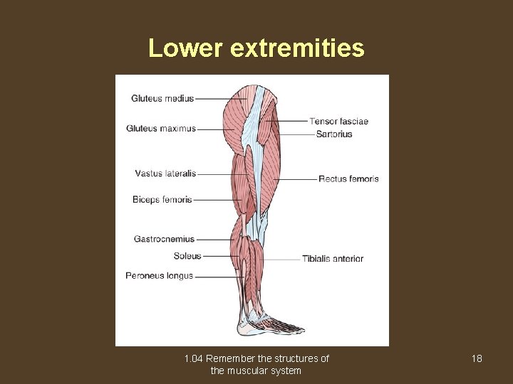 Lower extremities 1. 04 Remember the structures of the muscular system 18 