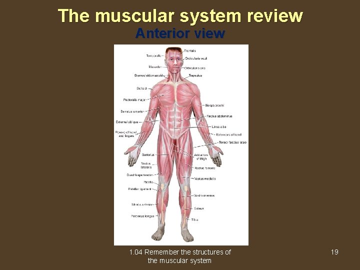 The muscular system review Anterior view 1. 04 Remember the structures of the muscular