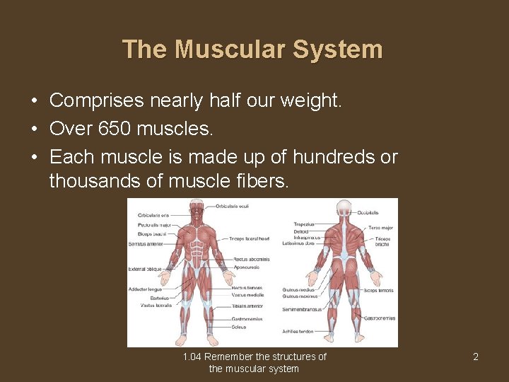 The Muscular System • Comprises nearly half our weight. • Over 650 muscles. •