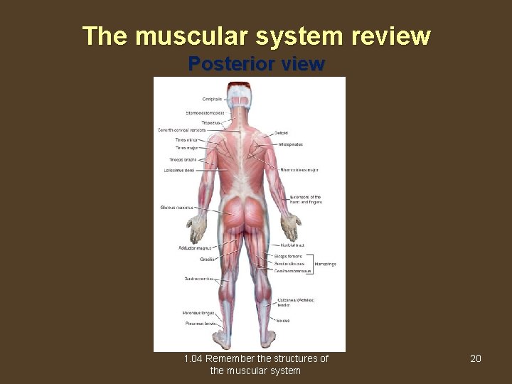 The muscular system review Posterior view 1. 04 Remember the structures of the muscular