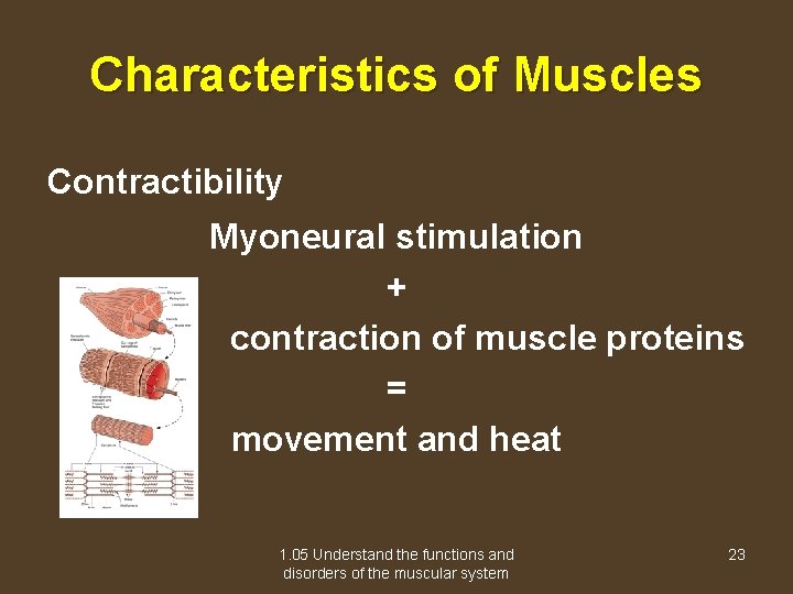 Characteristics of Muscles Contractibility Myoneural stimulation + contraction of muscle proteins = movement and